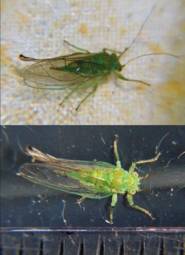 Psylla alni